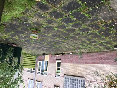 Vergroening tuin 12